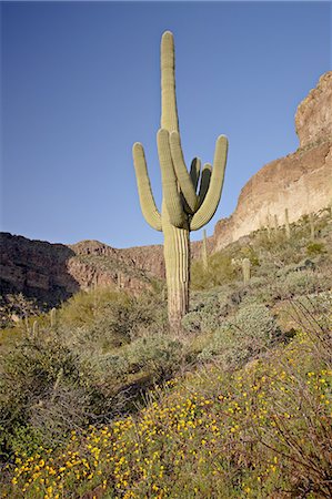 saguaro (cactus) - Saguaro cactus (Carnegiea gigantea) among Mexican gold poppy (Eschscholzia californica mexicana), Organ Pipe Cactus National Monument, Arizona, United States of America, North America Photographie de stock - Premium Libres de Droits, Code: 6119-08268754