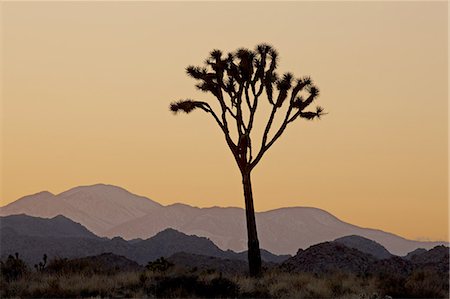 parc national joshua tree - Joshua tree at sunset, Joshua Tree National Park, California, United States of America, North America Photographie de stock - Premium Libres de Droits, Code: 6119-08268768