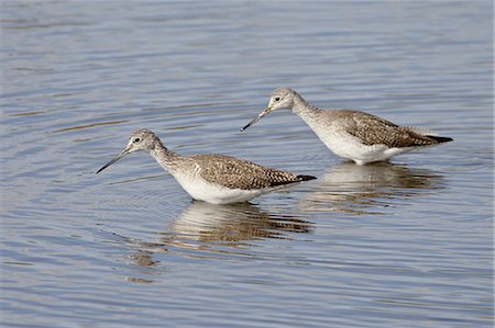 saltonsee - Two greater yellowlegs (Tringa melanoleuca), Salton Sea, California, United States of America, North America Stockbilder - Premium RF Lizenzfrei, Bildnummer: 6119-08268783