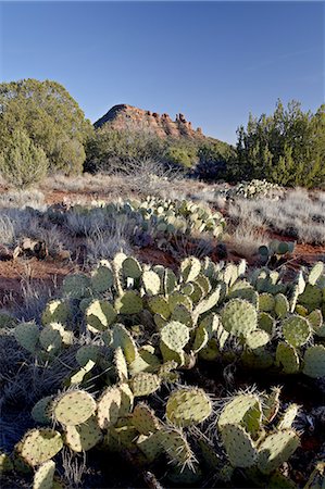 simsearch:6119-08268796,k - Prickly pear cactus and Cockscomb formation, Coconino National Forest, Arizona, United States of America, North America Stock Photo - Premium Royalty-Free, Code: 6119-08268786