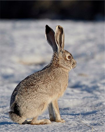 Blacktail Jackrabbit (Lepus californicus) in the snow, Antelope Island State Park, Utah, United States of America, North America Stock Photo - Premium Royalty-Free, Code: 6119-08268707