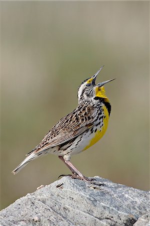 Western meadowlark (Sturnella neglecta) calling, Antelope Island State Park, Utah, United States of America, North America Photographie de stock - Premium Libres de Droits, Code: 6119-08268717