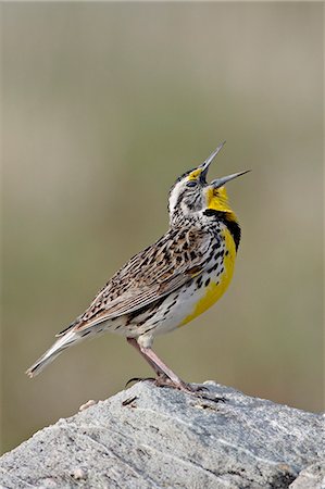 simsearch:6119-08269110,k - Western meadowlark (Sturnella neglecta) calling, Antelope Island State Park, Utah, United States of America, North America Foto de stock - Sin royalties Premium, Código: 6119-08268717