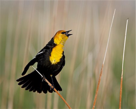 Male yellow-headed blackbird (Xanthocephalus xanthocephalus), Bear River Migratory Bird Refuge, Utah, United States of America Photographie de stock - Premium Libres de Droits, Code: 6119-08268720