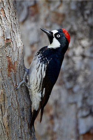 simsearch:6119-08268846,k - Female acorn woodpecker (Melanerpes formicivorus), Chiricahuas, Coronado National Forest, Arizona, United States of America, North America Photographie de stock - Premium Libres de Droits, Code: 6119-08268842