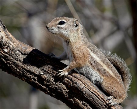 Yuma antelope squirrel (Harris's antelope squirrel) (Ammospermophilus harrisii), Chiricahuas, Coronado National Forest, Arizona, United States of America, North America Photographie de stock - Premium Libres de Droits, Code: 6119-08268847