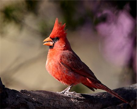 Male Northern cardinal (Cardinalis cardinalis), Chiricahuas, Coronado National Forest, Arizona, United States of America, North America Foto de stock - Sin royalties Premium, Código: 6119-08268844