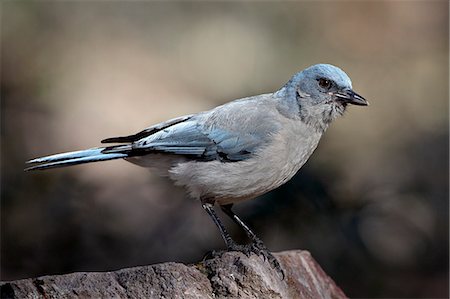 Mexican jay (Aphelocoma ultramarina), Chiricahuas, Coronado National Forest, Arizona, United States of America, North America Foto de stock - Sin royalties Premium, Código: 6119-08268848