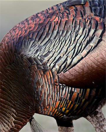 simsearch:6119-08268962,k - Wild turkey (Meleagris gallopavo) feather iridescence, Chiricahuas, Coronado National Forest, Arizona, United States of America, North America Stock Photo - Premium Royalty-Free, Code: 6119-08268850