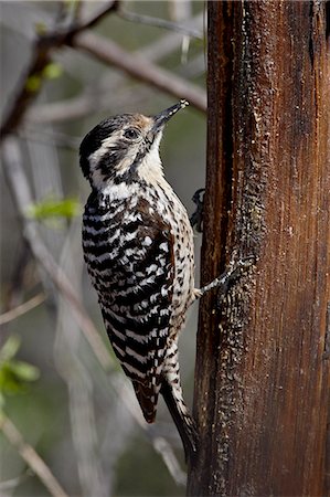 simsearch:6119-08269135,k - Female ladder-backed woodpecker (Picoides scalaris), Chiricahuas, Coronado National Forest, Arizona, United States of America, North America Photographie de stock - Premium Libres de Droits, Code: 6119-08268851