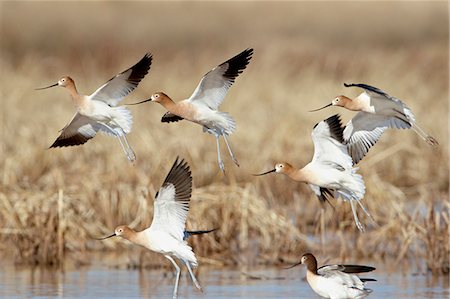 flock of birds in flight - Flock of American avocet (Recurvirostra americana) in flight, Whitewater Draw Wildlife Area, Arizona, United States of America, North America Stock Photo - Premium Royalty-Free, Code: 6119-08268852