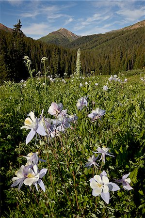 simsearch:6119-08268981,k - Blue columbine (Aquilegia coerulea) in a meadow, Maroon Bells-Snowmass Wilderness, White River National Forest, Colorado, United States of America, North America Stock Photo - Premium Royalty-Free, Code: 6119-08268857