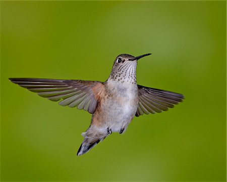 simsearch:614-08119737,k - Female broad-tailed hummingbird (Selasphorus platycercus) in flight, Red Feather Lakes District, Roosevelt National Forest, Colorado, United States of America, North America Stockbilder - Premium RF Lizenzfrei, Bildnummer: 6119-08268863