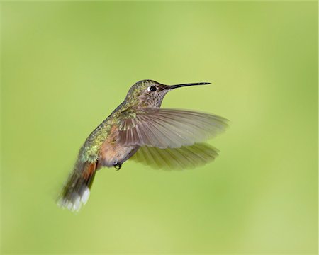 simsearch:6119-08268747,k - Female broad-tailed hummingbird (Selasphorus platycercus) in flight, Red Feather Lakes District, Roosevelt National Forest, Colorado, United States of America, North America Stock Photo - Premium Royalty-Free, Code: 6119-08268861