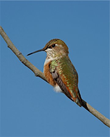 Female rufous hummingbird (Selasphorus rufus) perched, Routt National Forest, Colorado, United States of America, North America Foto de stock - Royalty Free Premium, Número: 6119-08268866