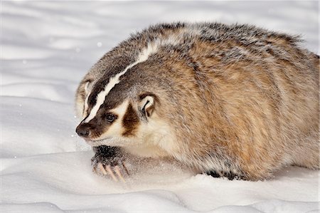 Badger (Taxidea taxus) in the snow, in captivity, near Bozeman, Montana, United States of America, North America Stock Photo - Premium Royalty-Free, Code: 6119-08268880