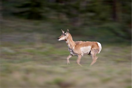 pronghorn antelope running