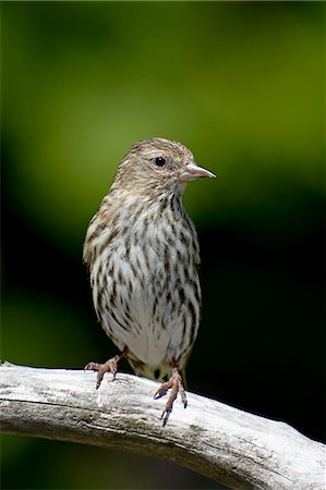 simsearch:6119-08268958,k - Pine siskin (Carduelis pinus), near Saanich, British Columbia, Canada, North America Stock Photo - Premium Royalty-Free, Code: 6119-08268955