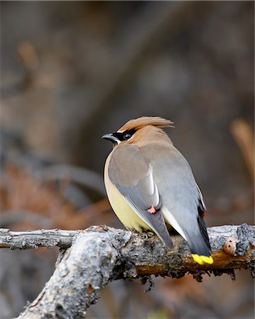 simsearch:6119-08268958,k - Cedar waxwing (Bombycilla cedrorum), Banff National Park, Alberta, Canada, North America Stock Photo - Premium Royalty-Free, Code: 6119-08268967