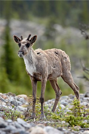 simsearch:6119-08268942,k - Woodland caribou (Rangifer caribou) calf, Stone Mountain Provincial Park, British Columbia, Canada, North America Stock Photo - Premium Royalty-Free, Code: 6119-08268977
