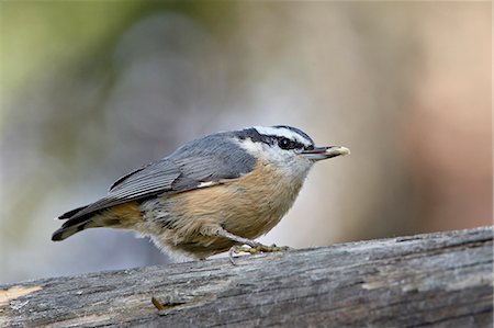 simsearch:6119-08268781,k - Female red-breasted nuthatch (Sitta canadensis), Wasilla, Alaska, United States of America, North America Stock Photo - Premium Royalty-Free, Code: 6119-08268984