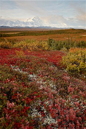 simsearch:6119-08269030,k - Mount McKinley with tundra in fall color, Denali National Park and Preserve, Alaska, United States of America, North America Photographie de stock - Premium Libres de Droits, Code: 6119-08268993