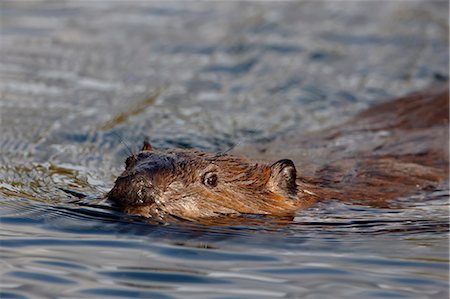 Beaver (Castor canadensis) swimming, Denali National Park and Preserve, Alaska, United States of America, North America Foto de stock - Sin royalties Premium, Código: 6119-08268995