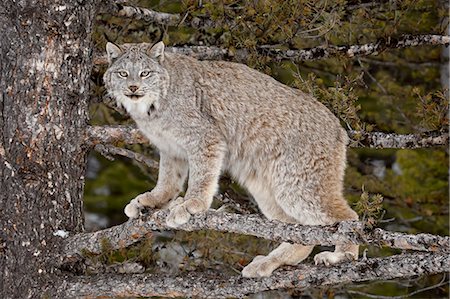 Canadian Lynx (Lynx canadensis) in a tree, in captivity, near Bozeman, Montana, United States of America, North America Foto de stock - Sin royalties Premium, Código: 6119-08268907