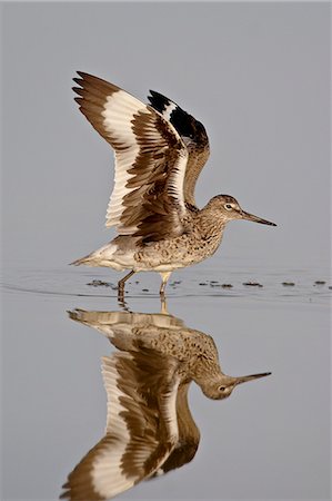 simsearch:6119-08741334,k - Willet (Tringa semipalmata) in breeding plumage stretching its wings, Antelope Island State Park, Utah, United States of America, North America Stock Photo - Premium Royalty-Free, Code: 6119-08268932