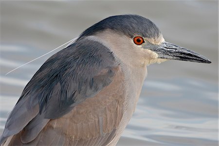 Black-crowned night-heron (Nycticorax nycticorax), Bear River Migratory Bird Refuge, Utah, United States of America, North America Fotografie stock - Premium Royalty-Free, Codice: 6119-08268938