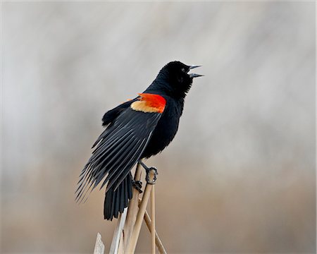 Red-winged blackbird (Agelaius phoeniceus) male, San Jacinto Wildlife Area, California, United States of America, North America Stock Photo - Premium Royalty-Free, Code: 6119-08269094