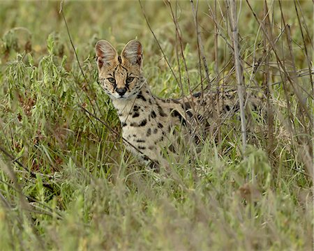 serval - Serval (Felis serval), Ngorongoro Crater, Tanzania, East Africa, Africa Foto de stock - Sin royalties Premium, Código: 6119-08269095