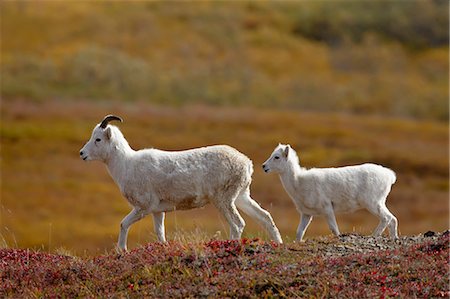 simsearch:6119-08269030,k - Juvenile Dall Sheep (Ovis dalli) and lamb among fall color, Denali National Park and Preserve, Alaska, United States of America, North America Photographie de stock - Premium Libres de Droits, Code: 6119-08269008