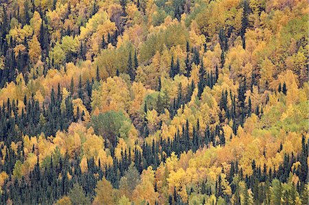 simsearch:6119-08269030,k - Fall colors with evergreens, Toad River, Alaska Highway, British Columbia, Canada, North America Photographie de stock - Premium Libres de Droits, Code: 6119-08269032