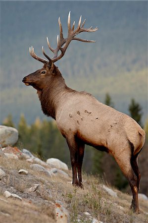 simsearch:6119-08269034,k - Bull elk (Cervus canadensis), Jasper National Park, UNESCO World Heritage Site, Alberta, Canada, North America Stock Photo - Premium Royalty-Free, Code: 6119-08269038