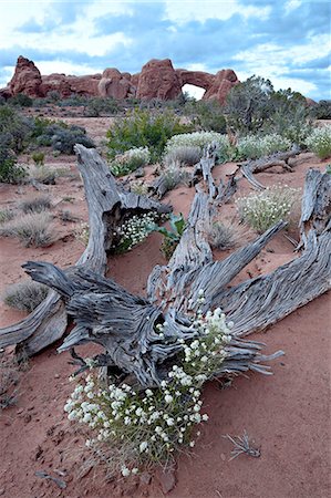 Roseata gilia (Gilia roseata) and South Window, Arches National Park, Utah, United States of America, North America Stock Photo - Premium Royalty-Free, Code: 6119-08269140