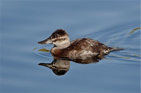 simsearch:6119-08267468,k - Female ruddy duck (Oxyura jamaicensis) swimming, Sweetwater Wetlands, Tucson, Arizona, United States of America, North America Stock Photo - Premium Royalty-Free, Code: 6119-08269104