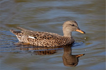 simsearch:6119-08269134,k - Female mallard (Anas platyrhynchos) swimming, Sweetwater Wetlands, Tucson, Arizona, United States of America, North America Stock Photo - Premium Royalty-Free, Code: 6119-08269106