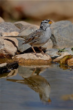 simsearch:6119-08268742,k - White-crowned sparrow (Zonotrichia leucophrys) reflected in a pond, The Pond, Amado, Arizona, United States of America, North America Stock Photo - Premium Royalty-Free, Code: 6119-08269113