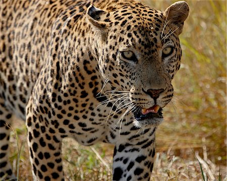 simsearch:841-08357643,k - Male leopard (Panthera pardus), Kruger National Park, South Africa, Africa Photographie de stock - Premium Libres de Droits, Code: 6119-08269118