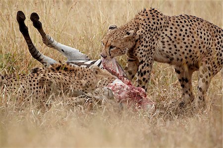 simsearch:6119-08269122,k - Two cheetah (Acinonyx jubatus) at a zebra kill, Kruger National Park, South Africa, Africa Foto de stock - Sin royalties Premium, Código: 6119-08269120