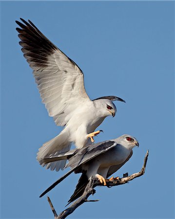 elanus axillaris - Black-shouldered kite (Elanus caeruleus) pair mating, Kgalagadi Transfrontier Park, encompassing the former Kalahari Gemsbok National Park, South Africa, Africa Photographie de stock - Premium Libres de Droits, Code: 6119-08269127