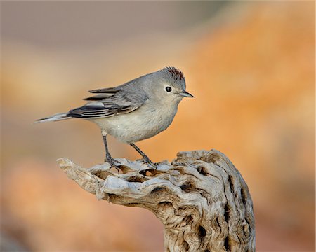 simsearch:6119-08268964,k - Lucy's warbler (Vermivora luciae), The Pond, Amado, Arizona, United States of America, North America Stock Photo - Premium Royalty-Free, Code: 6119-08269132