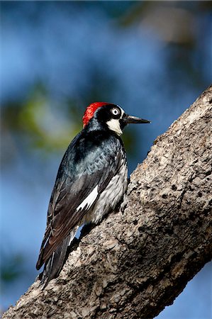 simsearch:6119-08269134,k - Male acorn woodpecker (Melanerpes formicivorus), Chiricahuas, Coronado National Forest, Arizona, United States of America, North America Foto de stock - Sin royalties Premium, Código: 6119-08269135