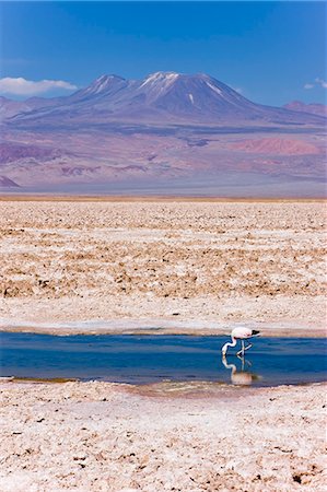 Flamingo breeding site, Laguna Chaxa, Salar de Atacama, Atacama Desert, Norte Grande, Chile, South America Stock Photo - Premium Royalty-Free, Code: 6119-08269331