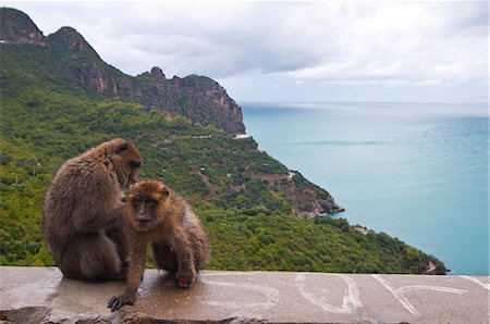 Barbary Macaque (Macaca sylvanus) at Cap Carbon, Bejaia, Kabylia, Algeria, North Africa, Africa Stock Photo - Premium Royalty-Free, Code: 6119-08269739