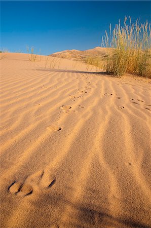 dunes kelso - Kelso Dunes, Mojave National Preserve, California, United States of America, North America Photographie de stock - Premium Libres de Droits, Code: 6119-08269875