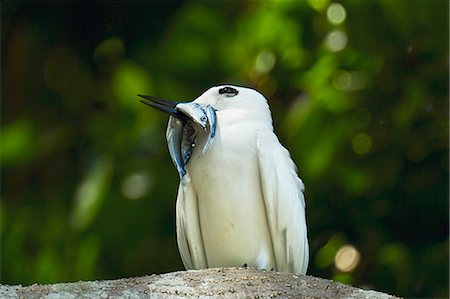 Adult white tern (Gygis alba) with two fish for its chick, Lord Howe Island, UNESCO World Heritage Site, New South Wales, Australia, Pacific Stock Photo - Premium Royalty-Free, Code: 6119-08269887