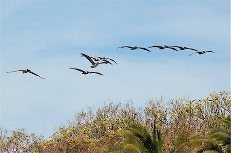 pelícano - Brown pelicans (Pelecanus occidentalis) flying over Playa Guiones beach at Nosara, Nicoya Peninsula, Guanacaste Province, Costa Rica, Central America Foto de stock - Sin royalties Premium, Código: 6119-08269886