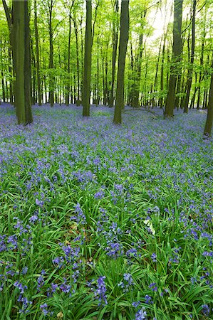 Bluebells (Hyacinthoides non-scripta) in woods, Ashridge Estate, Hertfordshire, England, United Kingdom, Europe Photographie de stock - Premium Libres de Droits, Code: 6119-08269950